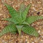 10 Seeds Aloe grandidentata