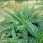 10 Seeds Aloe grandidentata