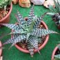 10 Seeds Aloe grandidentata
