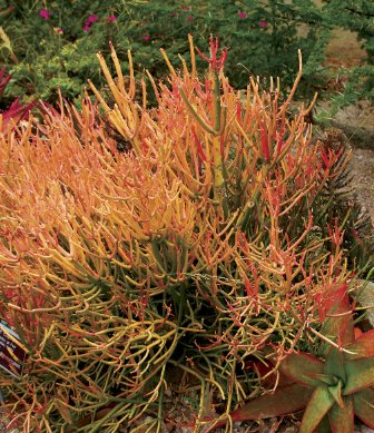 10 Seeds Aloe isaloensis Succulents Garden Plants