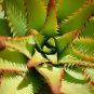 10 Seeds Aloe lineata Succulents Garden Plants