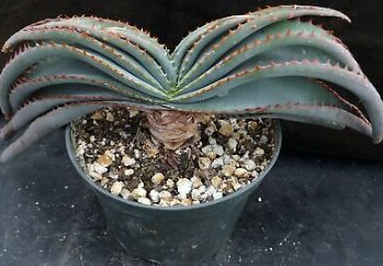 10 Seeds Aloe Love Heart Shape Suprafoliata