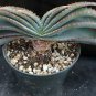 10 Seeds Aloe Love Heart Shape Suprafoliata