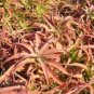 10 Seeds Aloe lutescens Succulents Garden Plants