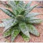 10 Seeds ALOE maculata