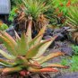 10 Seeds ALOE Marlothii Garden Plants