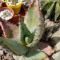 10 Seeds ALOE Marlothii Garden Plants