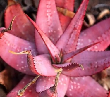 5 Seeds Aloe Microstigma