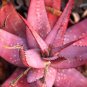 5 Seeds Aloe Microstigma