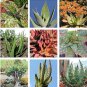 10 Seeds Aloe Mix Succulents Garden Plants
