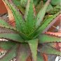 10 Seeds Aloe Mudenensis Succulents Garden Plants