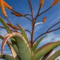10 Seeds Aloe petricola Succulents Garden Plants