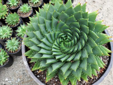 5 Seeds Aloe Polyphylla