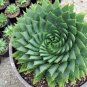 5 Seeds Aloe Polyphylla