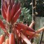 10 Seeds ALOE Pretoriensis Garden Plants