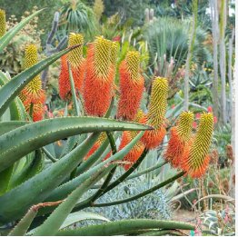 10 Seeds Aloe rupestris