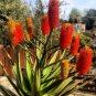 10 Seeds Aloe rupestris