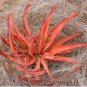 10 Seeds Aloe spicata