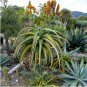 10 Seeds Aloe thraskii
