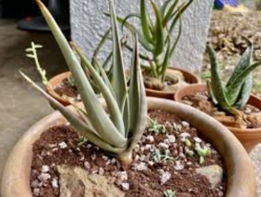 10 Seeds ALOE turkanensis