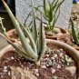10 Seeds ALOE turkanensis