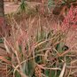 10 Seeds ALOE turkanensis