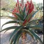 10 Seeds Aloe vaombe Succulents Garden Plants