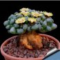 20 Seeds Aloinopsis schooneesii Bonsai plant Rare succulents