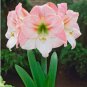 100 Seeds Amaryllis Bonsai Pots Hippeastrum Flowers