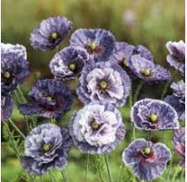 100 Seeds Amazing Grey Corn Poppy Flower