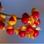 20 Seeds American Bittersweet Vine