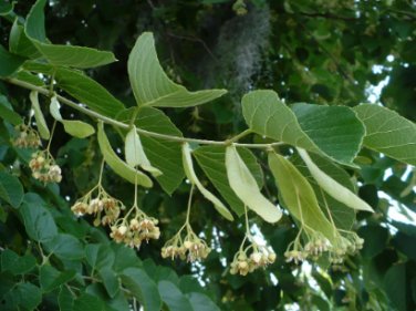 50 Seeds American Linden Tree