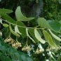50 Seeds American Linden Tree