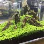 300 Seedsw Aquarium Aquatic Water Grass Plant Glossostigma Hemianthus Callitrichoides Bonsai