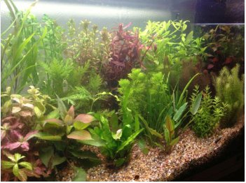 1000 Seeds Aquarium Plants