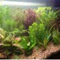 1000 Seeds Aquarium Plants