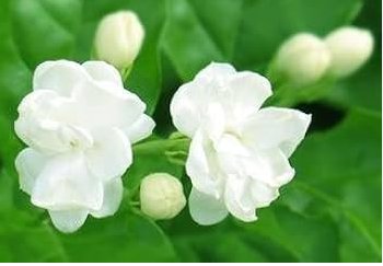 10 Seeds Arabian Jasmine Pure White Jasmine Plant Beautiful Bonsai Flower