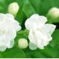 10 Seeds Arabian Jasmine Pure White Jasmine Plant Beautiful Bonsai Flower