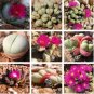 20 Seeds Argyroderma Mix Succulents Garden Plants