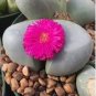 20 Seeds Argyroderma Mix Succulents Garden Plants