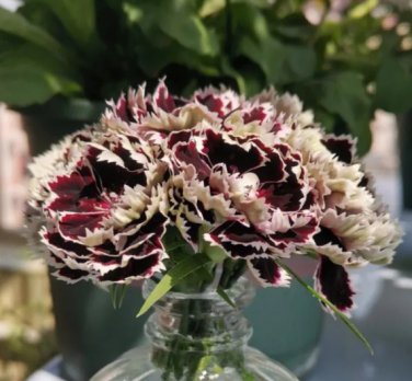 20 Seeds arnation 'Black and White Minstrel' Flowers