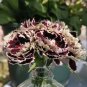 20 Seeds arnation 'Black and White Minstrel' Flowers