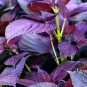1000 Seeds Aromatic Purple Perfection Dual-Sided Shiso