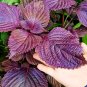 1000 Seeds Aromatic Purple Perfection Dual-Sided Shiso