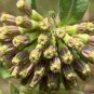 10 Seeds Asclepias viridiflora Green Comet Milkweed