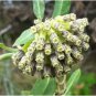 10 Seeds Asclepias viridiflora Green Comet Milkweed