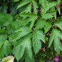 40 Seeds Ashitaba Plant