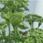 5 Seeds Ashitaba Standard Angelica Keiskei Koidzumi Certified Organic Medical Herb