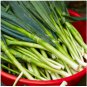 5 Seeds Asian Bunching Onion