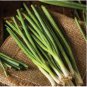 5 Seeds Asian Bunching Onion